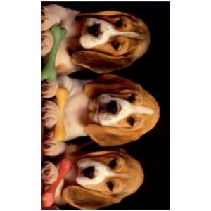 Toalha de Praia Microfibra Cãezinhos 180 x 100 cm
