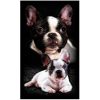 Toalla de playa de microfibra Bulldog Francés