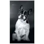 Toalla de playa de microfibra Bulldog Francés